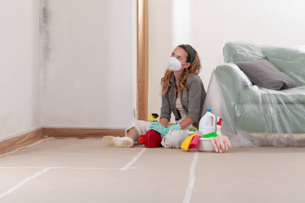 Reliable Mold Remediation contractor in Fayville, MA by WQB Mold Removal